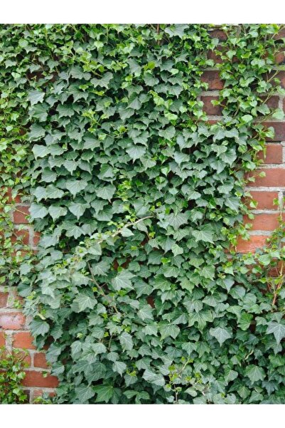 Nura Botanik Orman Sarmaşığı – Hedera Helix – 40-60 cm Tırmanıcı Dış Mekân Bi...