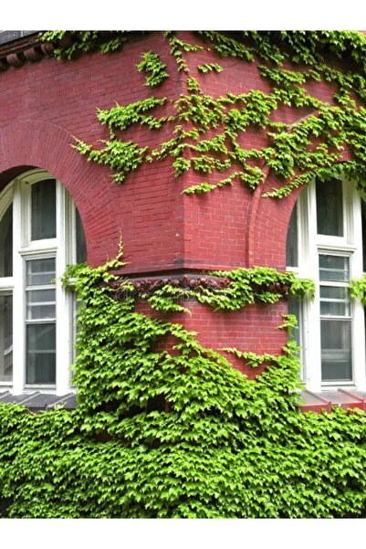 Bitkim Sende Duvar ve Çitler İçin Kaya Sarmaşığı – Hedera Helix – 40-60 cm