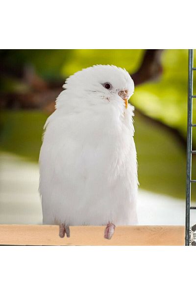 Others High quality wooden bird perch