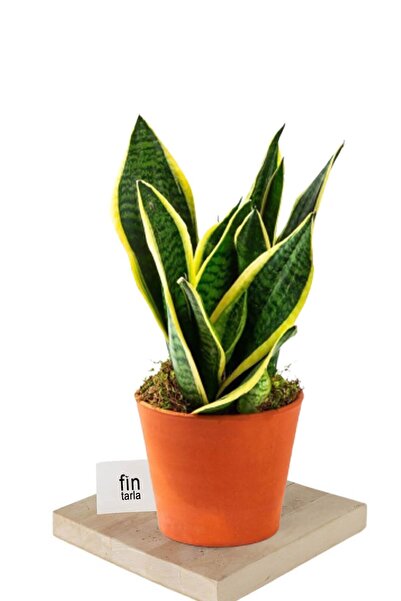 Mimoza Sarı Çizgili Sansevieria Paşa Peygamber Kılıcı Çiçeği 10-20 cm