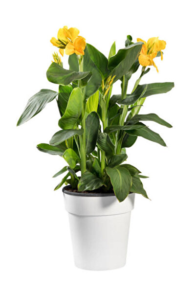 Gardenbox Favori Ürün Kana Tespih Çiçeği Sarı (30 50 Cm)1 Adet Saksılı Dış Mekan Bitkisi