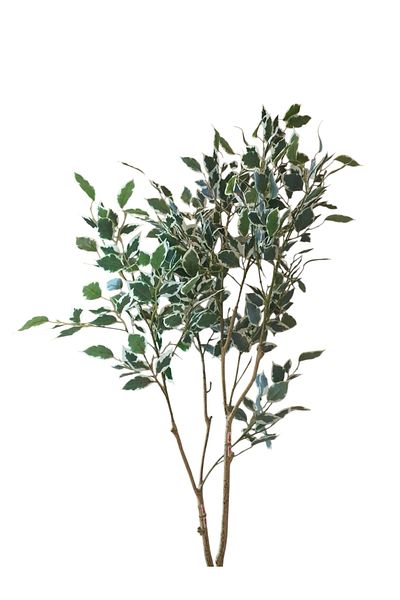 Generic شجر فيكس ١٫٥م صناعية