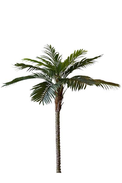 Generic Artificial palm tree 1 x 2 m