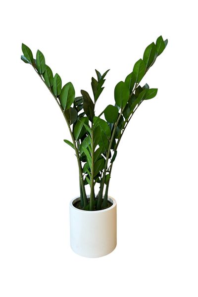 Generic Artificial Zamia Tree 80 cm