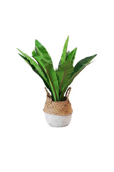 Generic Masangana tree with artificial basket