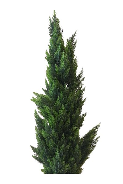 Generic 1.5m artificial cypress tree
