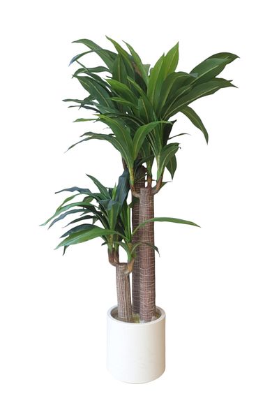Generic Dracaena Masangana Artificial Plant 1.20m
