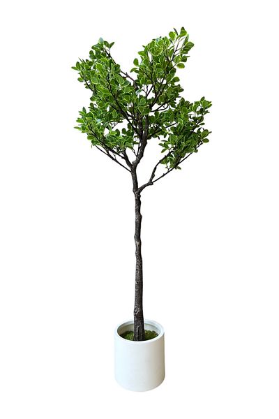 Generic 1.5m Artificial Pittosporum Tree
