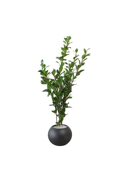 Generic 1.2m Artificial Green Leaf Tree