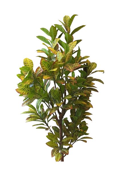 Generic 1.9m artificial croton tree
