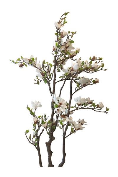 Generic 2.2m Artificial White Magnolia Tree
