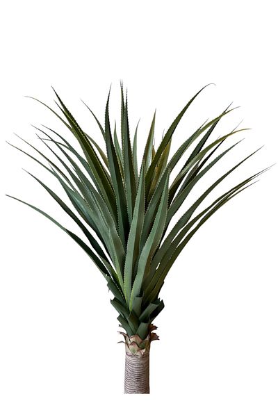 Generic 2.1m high artificial cactus tree