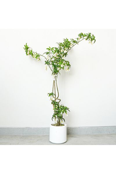 Generic Artificial Schefflera Tree 1.7m