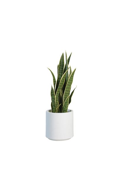 Generic 68cm Artificial Tiger Skin Cactus Tree