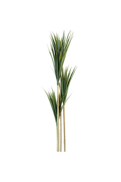 Generic 1.7m Artificial Yucca Tree