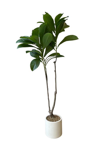 Generic Artificial Magnolia Tree 1.5m Height