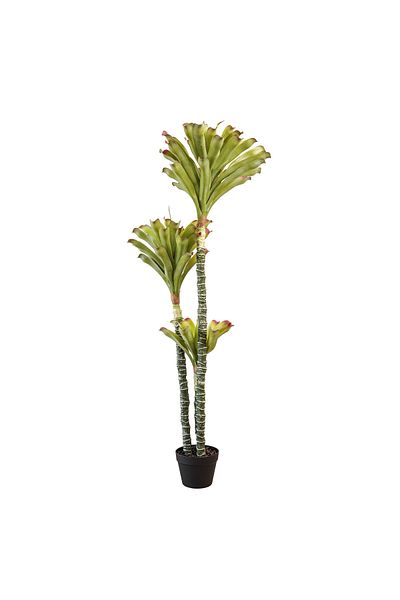Generic Bromeliad tree 1.35 meters
