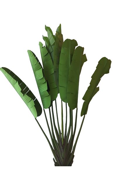 Generic Australisia tree 2.20 m