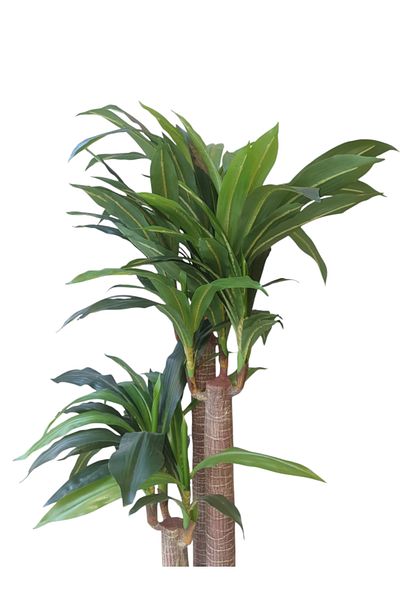 Generic Dracaena Masangana Artificial Plant 1.20m