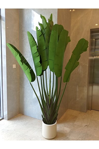 Generic Australisia tree 2.20 m