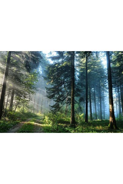 startonight Tablou DualView Startonight Drum in Padure, 80 x 120 cm