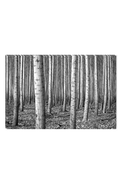 startonight Tablou Alb-Negru Abstract Startonight, Padure de mesteceni, 80 x 120 cm