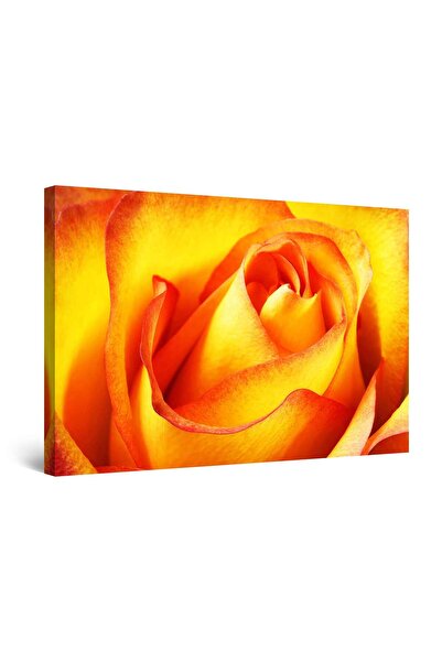 startonight Tablou DualView Startonight Trandafir portocaliu, 80 cm x 120 cm
