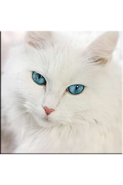 startonight Tablou DualView Startonight Pisica alba, 60 x 60 cm