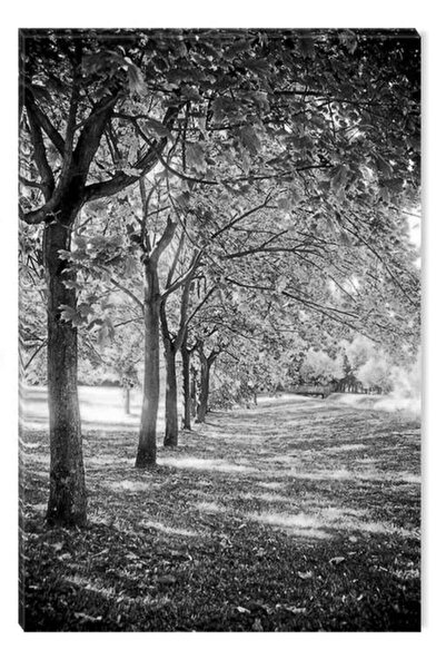 startonight Tablou Alb-Negru Abstract Startonight, Rand de copaci, 60 x 90 cm