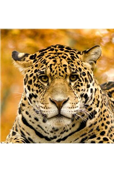 startonight Tablou DualView Startonight Jaguar, 80 x 80 cm