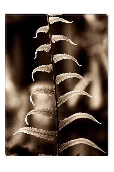 startonight Tablou DualView Startonight Feriga in detaliu, 60 x 90 cm