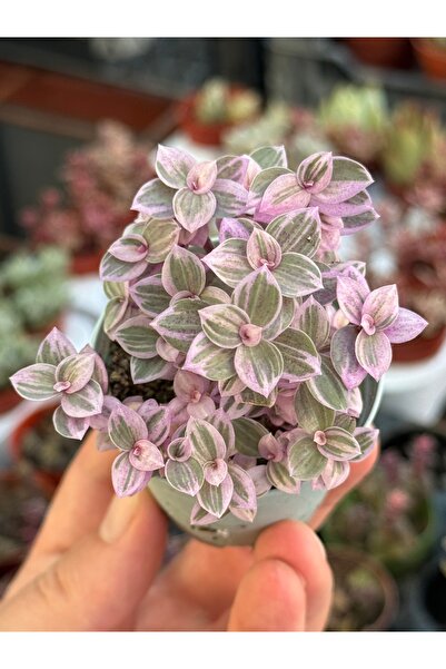 SukuLand Pembe Yapraklı Telgraf Çiçeği özel tür sukulent 5,5cm saksıda