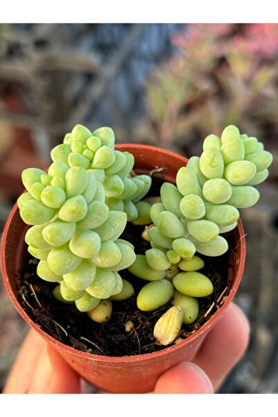 SukuLand Sedum burrito ‘At kuyruğu’ özel tür sukulent 5,5cm saksıda
