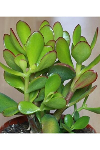 The Best Online Thebestonline Para Ağacı Çiçeği Yeşim Bitkisi Büyük Boy Crass...
