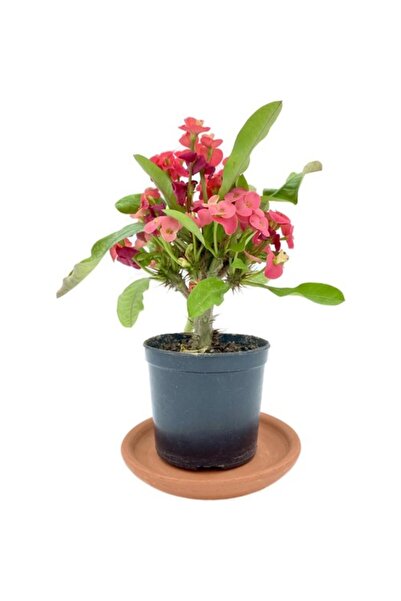 Mimoza Kırmızı Euphorbia Milii (Dikenler Tacı) 10-20 cm