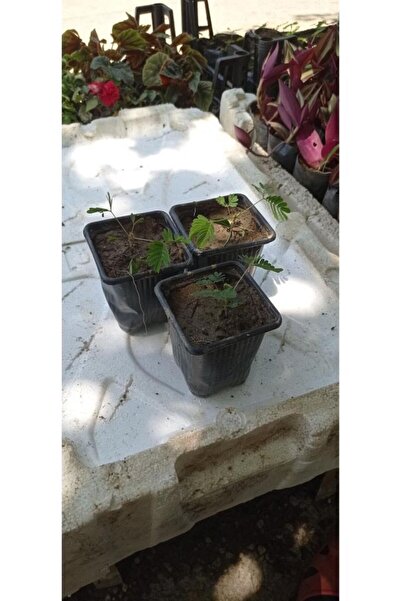 NisaBebe Küstüm Çiçegi Küçük Saksıda 3 Adet 10-20 cm