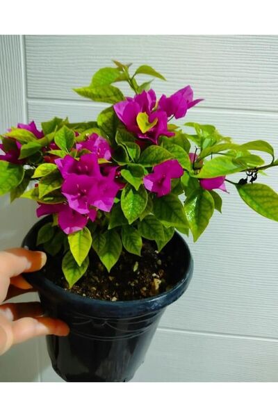 SARMASK Begonvil Çiçeği Fidanı (20-40 CM) Koyu Pembe