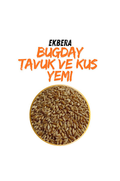EKBERA Tavuk, Güvercin Ve Kanatlılar Için Yemlik Buğday (SARI TANE) - 5 Kg