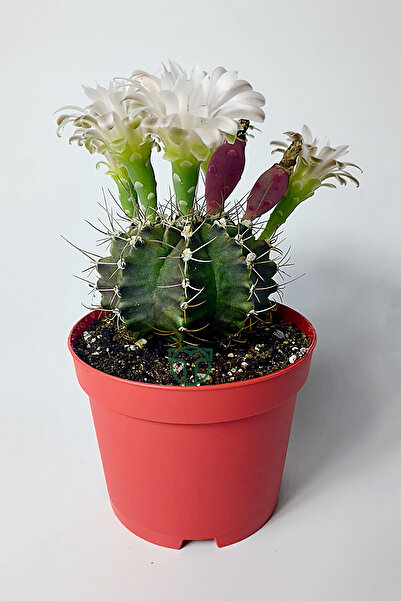 Toptan Kaktüs Gymnocalycium Mihanovichii Beyaz Çiçek Veren Kaktüs Büyük Boy 8.5 Cm Kırmızı Saksıda