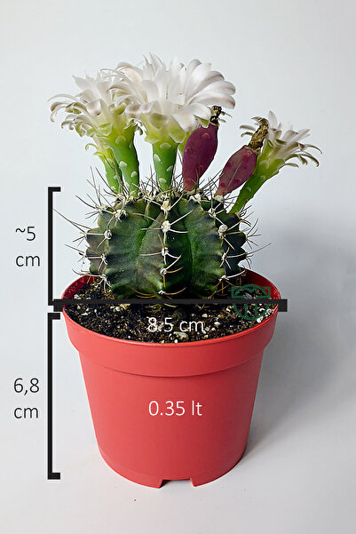 Toptan Kaktüs Bol Çiçek Açan Beyaz Çiçekli Gymnocalycium Kaktüs 8.5 cm Saksıda