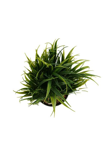 Ella Home Italia Arrangement In Pot, Green, Plastic, 20cm - Green, Plastic, 20cm