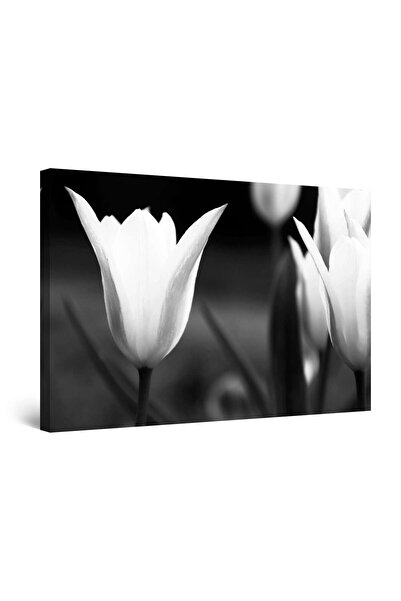 startonight Tablou DualView Startonight Lalele Alb Negru, 80 x 120cm