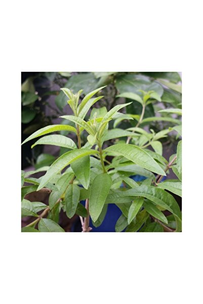 Mimoza Kokulu Limon Otu Melisa Fidanı 10-20 cm