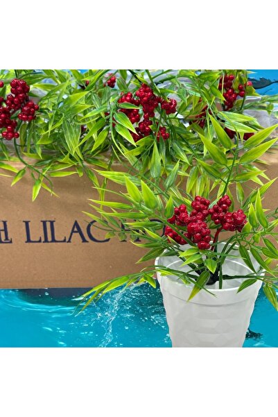 Lilac Home Yapay Çiçek Beyaz Saksıda Kokina Detaylı Ruscus