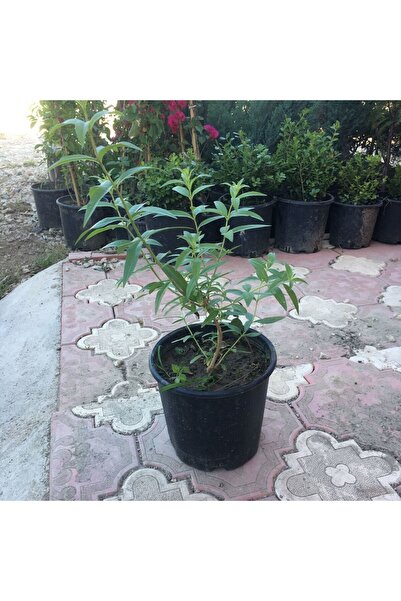 Mimoza Saksıda Kokulu Limon Otu Melisa Fidanı 10-20 cm