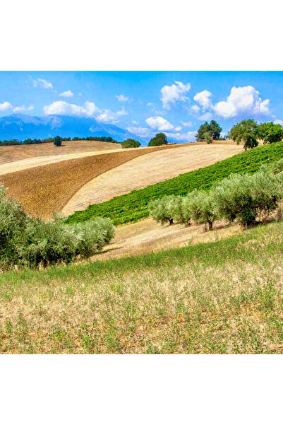 Pasqualone 2 x Premium Extra Virgin Cold Pressed Olive Oil 2L (Only 0.2% Acidity) - Pasqualone