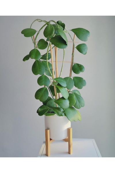 Yades Aşkın Sembolü Kalp Yapraklı Hoya Kerrii kalp yapraklı salon bitkisi 10-20 santim