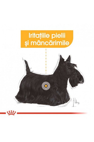Royal Canin Mini Dermacomfort Hrană uscată pentru câini de talie mică, prevenirea iritațiilor pielii 8 kg