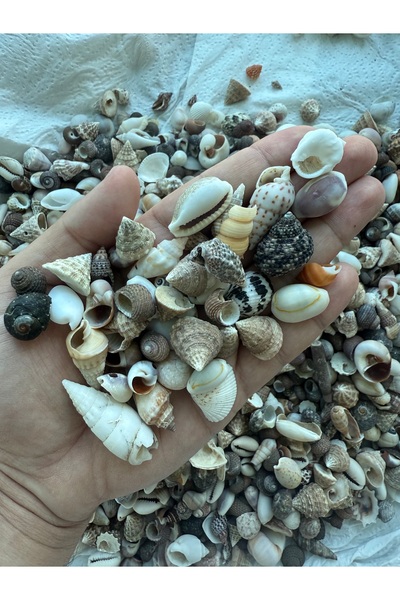 Seashell Rio 120 Adet Karışık Doğal Deniz Kabuğu 1-4 cm – Akvaryum Fanus Tera...