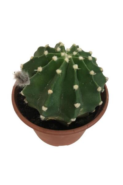 İthal Büyük Boy Kaktüs - Echinopsis Subdenudata (17 cm lik saksıda)